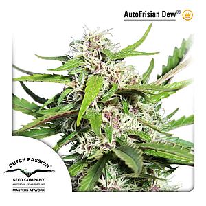 AUTO FRISIANDEW ® 7pcs autoflower (Dutch Passion)