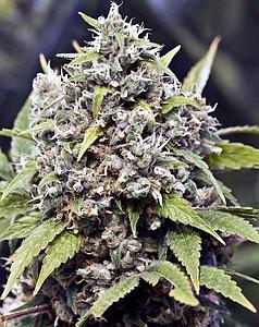 PURE AK (AK-47) 4pcs feminized (Female Seeds)