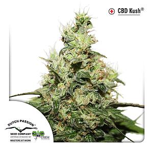 CBD KUSH ® 10pcs feminized (Dutch Passion)