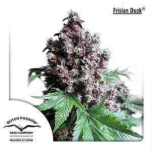 FRISIAN DUCK ® 5pcs feminized (Dutch Passion)