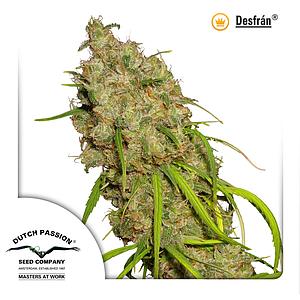 DESFRAN ® 3pcs feminized (Dutch Passion)