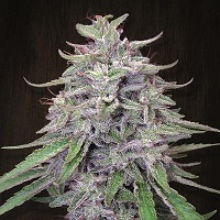 BANGI HAZE 10pcs regular (ACE Seeds)