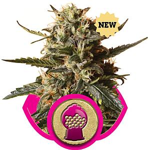 BUBBLE GUM XL 5pcs feminized (Royal Queen Seeds)