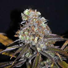 CRITICAL MASS 5pcs feminized (CBD CREW)