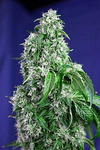 BIG DEVIL AUTO 5pcs autoflower (Sweet Seeds)