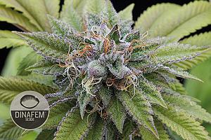 BUBBA KUSH 10pcs feminized (Dinafem)