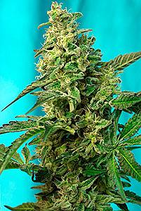 GREEN POISON FAST VERSION 5pcs feminized (Sweet Seeds)