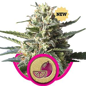 BUBBLEGUM XL 5pcs feminized (Royal Queen Seeds)