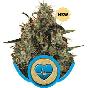MEDICAL MASS 3pcs feminized (Royal Queen Seeds)