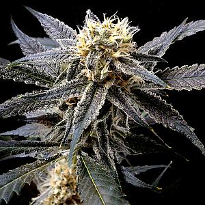 STRAWBERRY BANANA 3pcs feminized (DNA Genetics Riserva Privada)