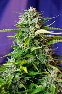 JACK 47 AUTO 3pcs autoflower  (Sweet Seeds)