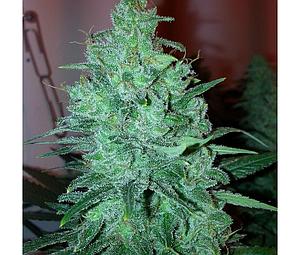 MEGA POWER PLANT 5pcs feminized (Spliff Seeds)