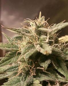 AUTO BUBBLE 10pcs autoflower (Female Seeds)