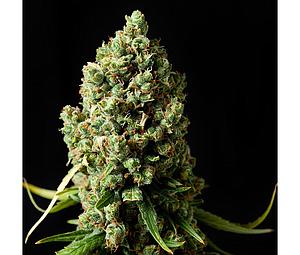 AMNESIAC 5pcs feminized (Spliff Seeds)