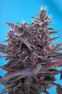 BLOODY SKUNK AUTO 5pcs autoflower (Sweet Seeds)