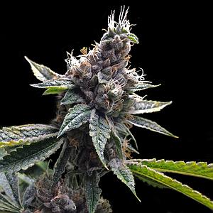 FLORIDA OG 3pcs feminized (DNA Genetics Grow Your Own Collection)