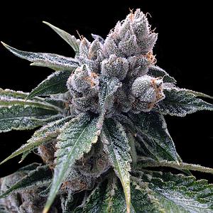 WHITE WALKER KUSH 3pcs feminized (DNA Genentics Grow Your Own Collection)