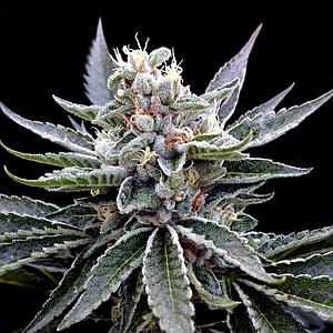 FLORIDA GOLD 3pcs feminized (DNA Genetics Grow Your Own Collection)