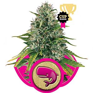 CRITICAL KUSH 5pcs feminized (Royal Queen Seeds)