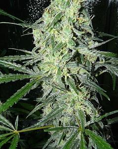 SEXBUD 4pcs feminzed (Female Seeds)