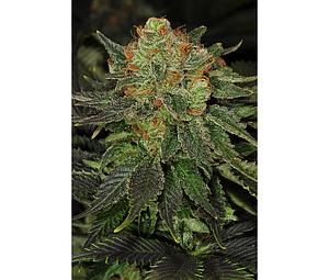 BUBBLEGUM 5pcs feminized (TH Seeds)