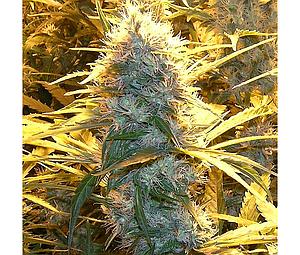 MEDICAL KUSH 5pcs feminized (Spliff Seeds)