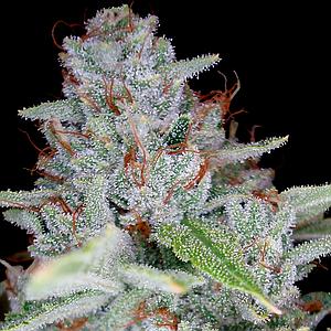 SKYWALKER KUSH 3pcs feminized (DNA Genetics Riserva Privada)