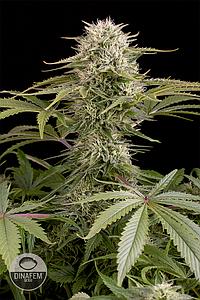 KUSH-N-CHEESE 5pcs feminized (Dinafem)