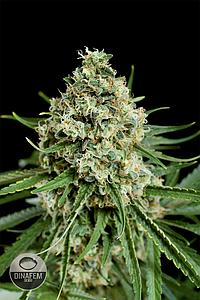 CRITICAL + 2.0 3pcs feminized (Dinafem)