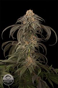 PURPLE AFGHAN KUSH 3pcs feminized (Dinafem)