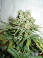 BLUE HAZE 5pcs feminized (Homegrown Fantaseeds)