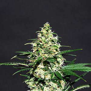 AMNESI-K 5pcs feminized (Kannabia Seeds)