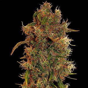 8 BALL KUSH 5pcs feminized (Barney's Farm)