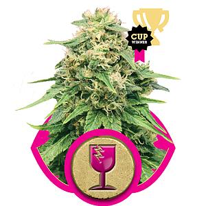 CRITICAL 1pc feminized (Royal Queen Seeds)