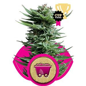 SHINING SILVER HAZE 1pc feminized (Royal Queen Seeds)