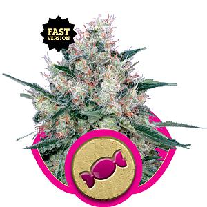 ROYAL CARAMEL 1pc feminized (Royal Queen Seeds)