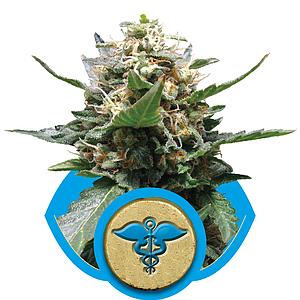 ROYAL MEDIC 1pc feminized (Royal Queen Seeds Medical)
