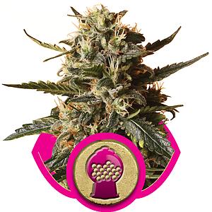 BUBBLEGUM XL 3pcs feminized (Royal Queen Seeds)