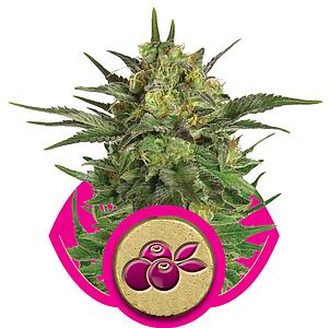 HAZE BERRY 3pcs feminized (Royal Queen Seeds)