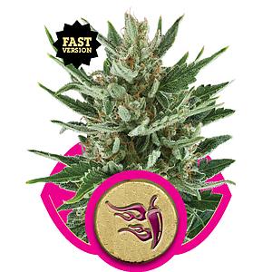 SPEEDY CHILE - FAST 3pcs feminized (Royal Queen Seeds)