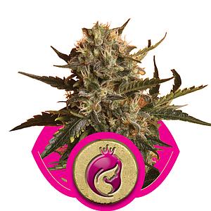 ROYAL MADRE 3pcs feminized (Royal Queen Seeds)