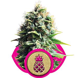 PINEAPPLE KUSH 5pcs feminized (Royal Queen Seeds)