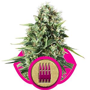 ROYAL AK 5pcs feminized (Royal Queen Seeds)