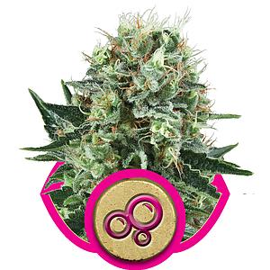 BUBBLE KUSH 5pcs feminized (Royal Queen Seeds)