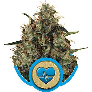 MEDICAL MASS 5pcs feminized (Royal Queen Seeds Medical)