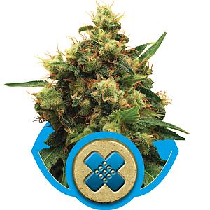 PAINKILLER XL 5pcs feminized (Royal Queen Seeds Medical)