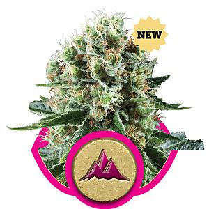 CRITICAL KUSH 10pcs feminized (Royal Queen Seeds)