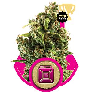 SOUR DIESEL 10pcs feminized (Royal Queen Seeds)