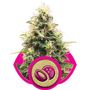 SOMANGO XL 10pcs feminized (Royal Queen Seeds)