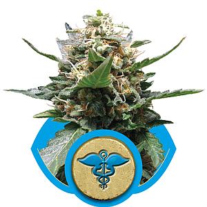 ROYAL MEDIC 10pcs feminized (Royal Queen Seeds Medical)